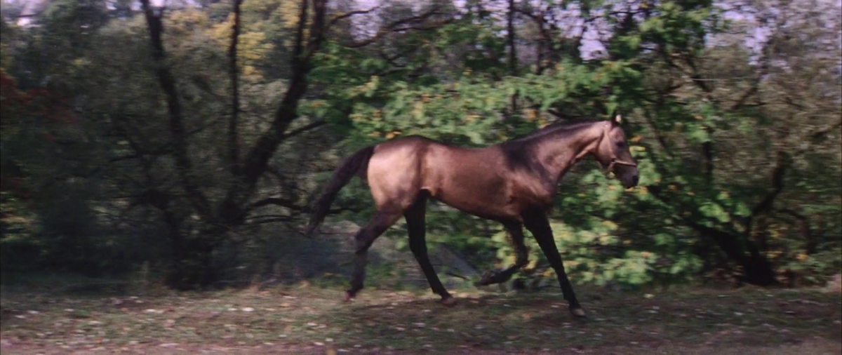 (2) Solyaris [Solaris] (Andrei Tarkovsky, 1972)