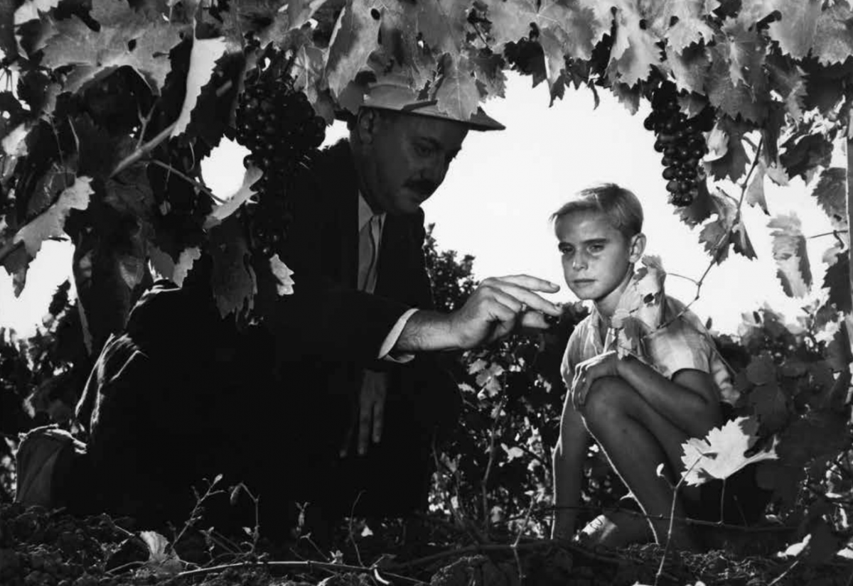 (3) Les oliviers de la justice [The Olive Trees of Justice] (James Blue, 1962)