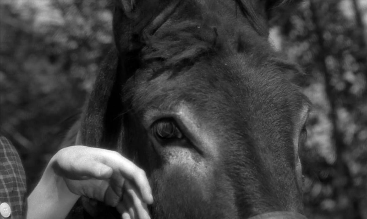 (5) Au hasard Balthazar (Robert Bresson, 1966)