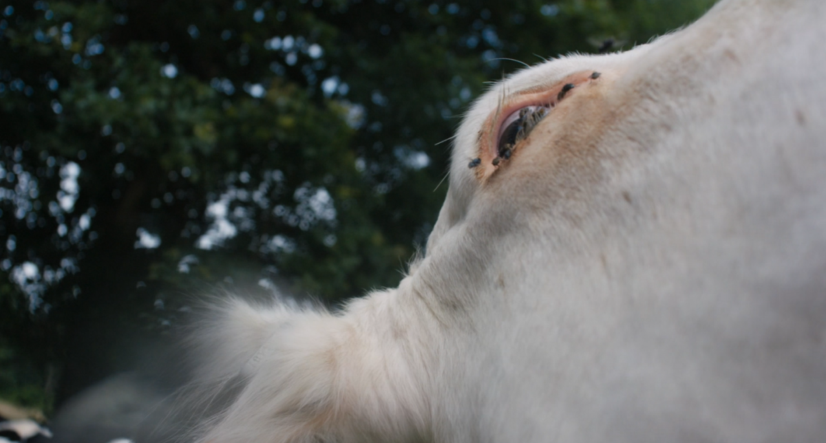 (4) Cow (Andrea Arnold, 2021)