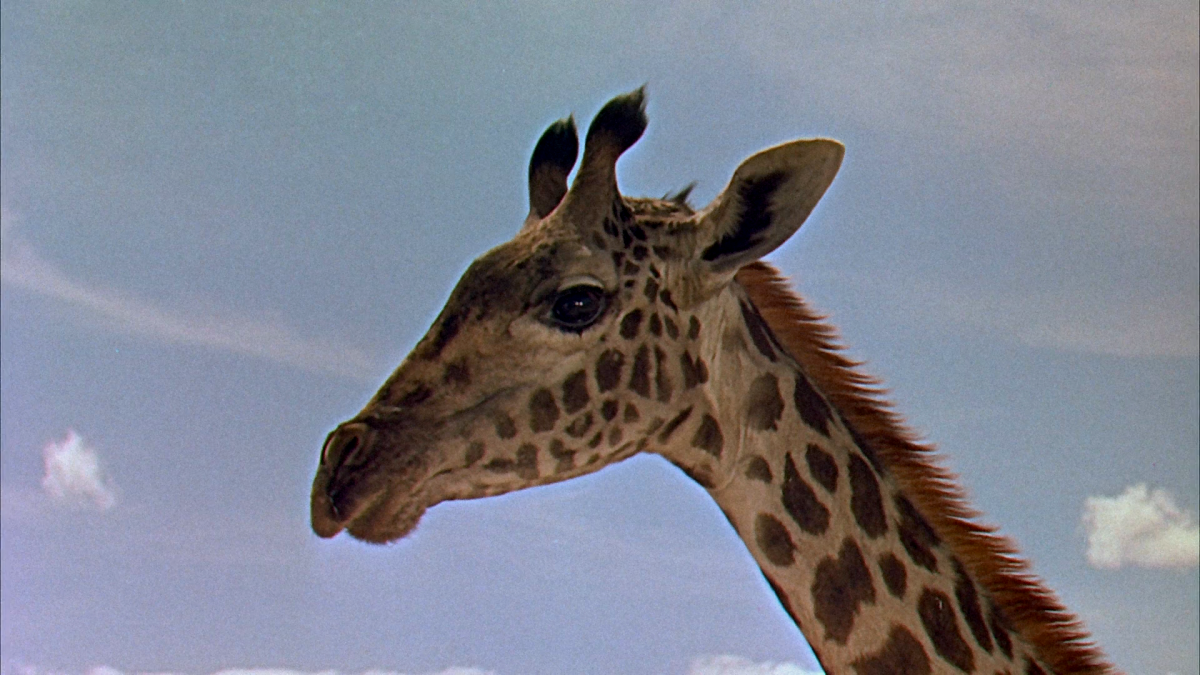 (1) Hatari! (Howard Hawks, 1962)