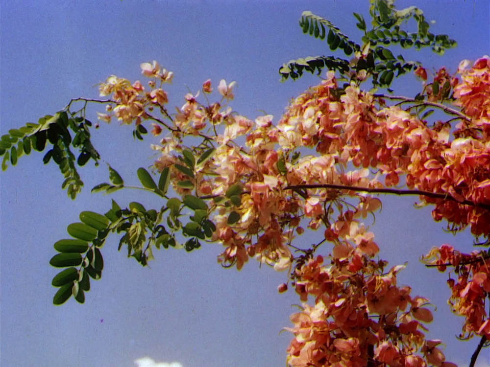 (1) The River (Jean Renoir, 1951)