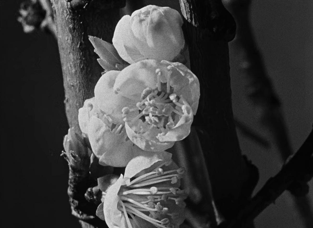 Farrebique ou les quatres saisons (Georges Rouquier, 1946)