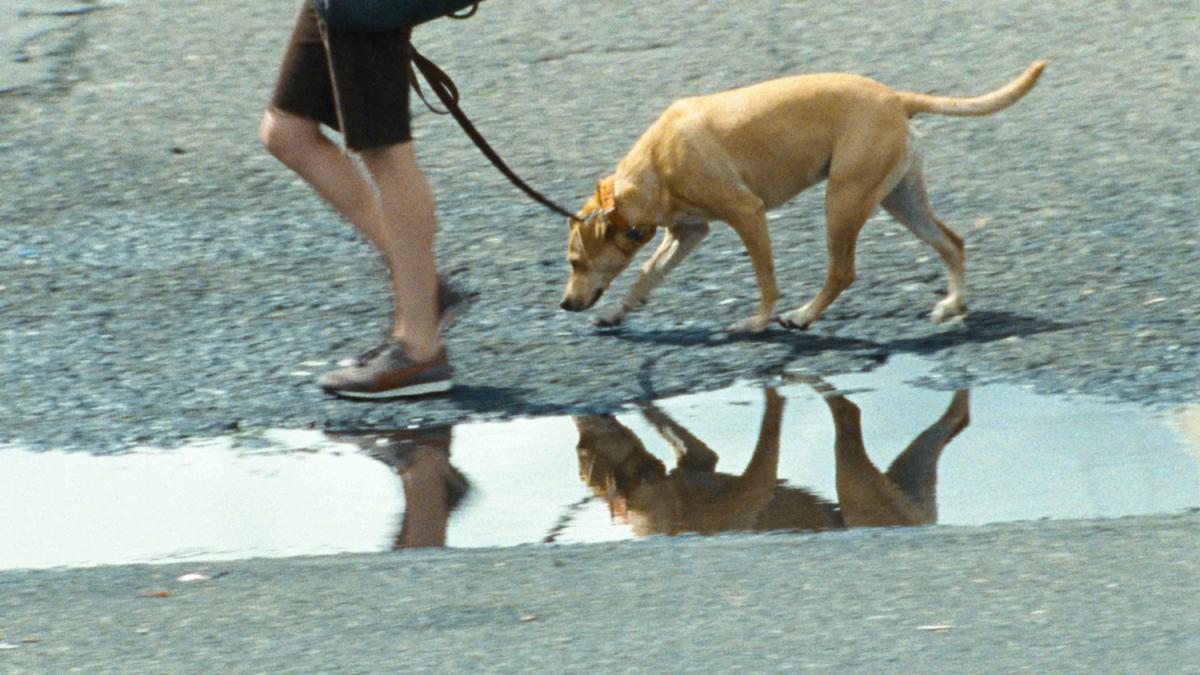 Wendy and Lucy (Kelly Reichardt, 2008)