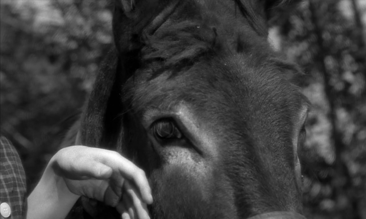 (8) Au hasard Balthazar (Robert Bresson, 1966)