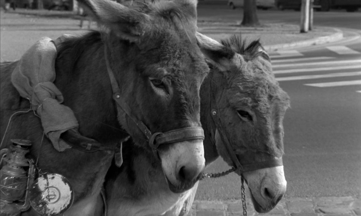 (11) Au hasard Balthazar (Robert Bresson, 1966)