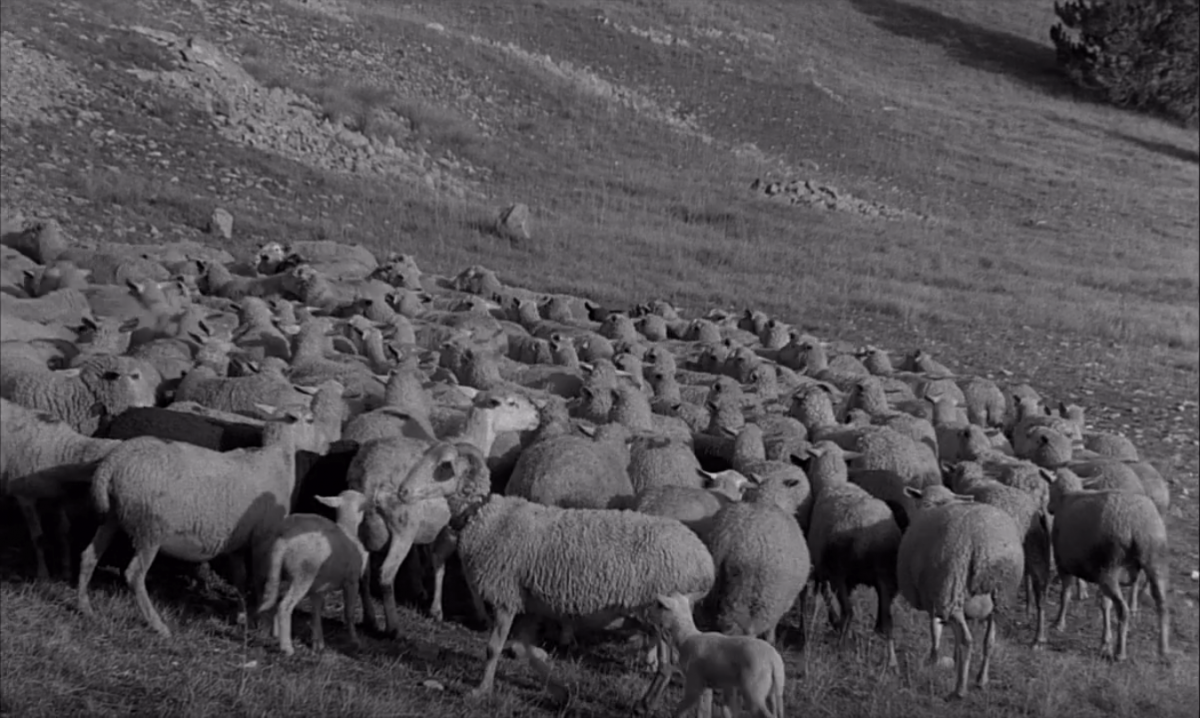 (12) Au hasard Balthazar (Robert Bresson, 1966)